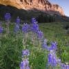 Gothic Lupine