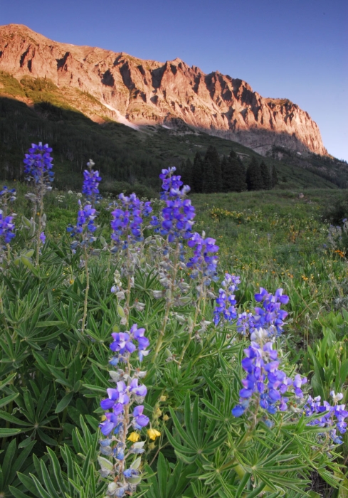 Gothic Lupine