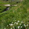 White Geraniums in American Basin