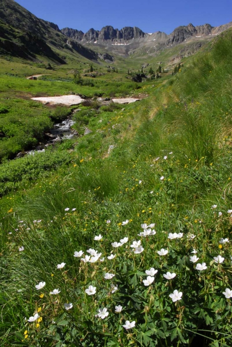 White Geraniums in American Basin