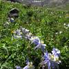 American Basin Columbines