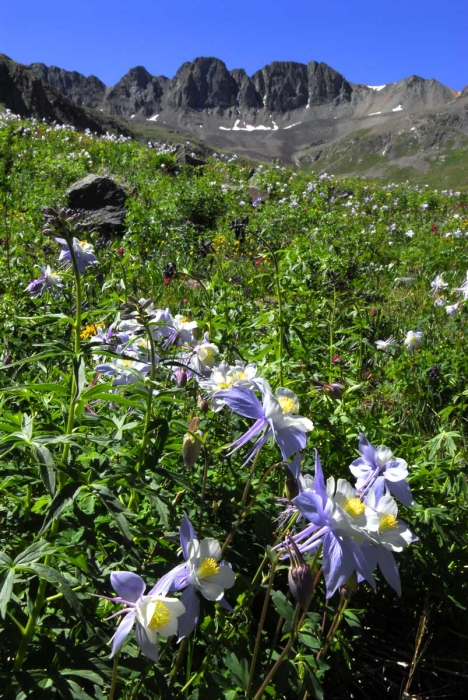 American Basin Columbines