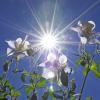 Sunstar and Columbines +