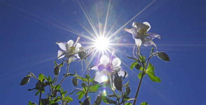 Sunstar and Columbines +