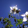 Backlit Beauties