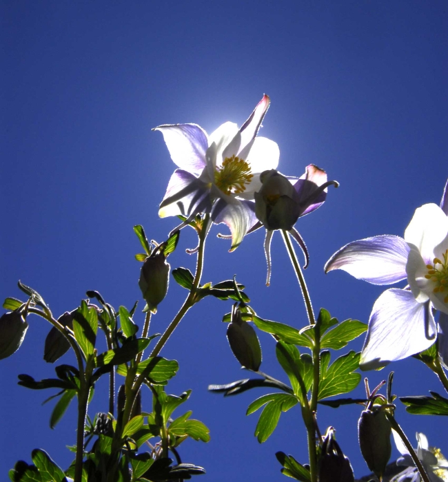 Backlit Beauties