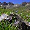 American Basin Columbines +