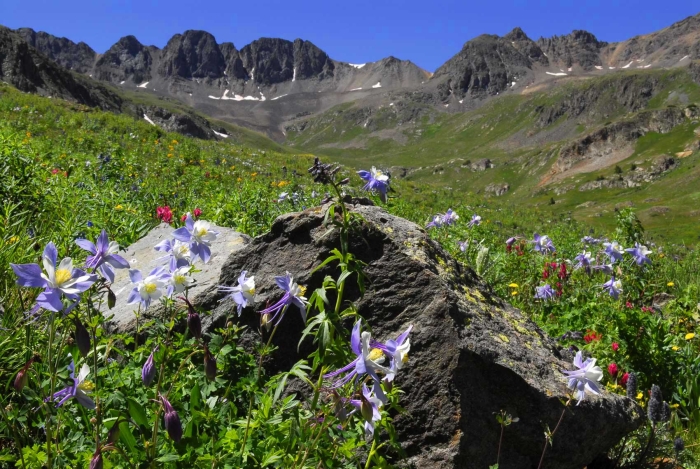 American Basin Columbines +