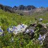 American Basin Columbines +