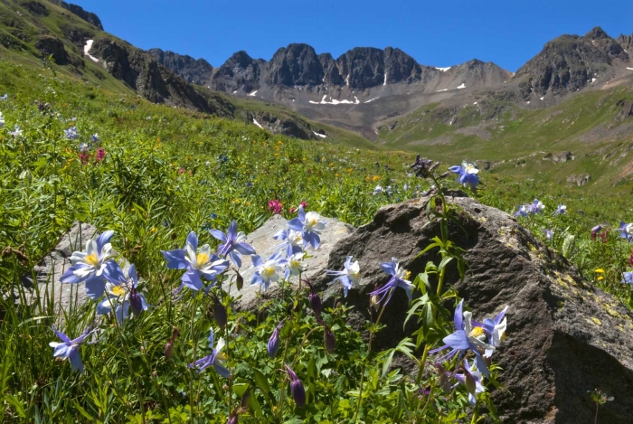 American Basin Columbines +