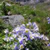 Columbines in American Basin +