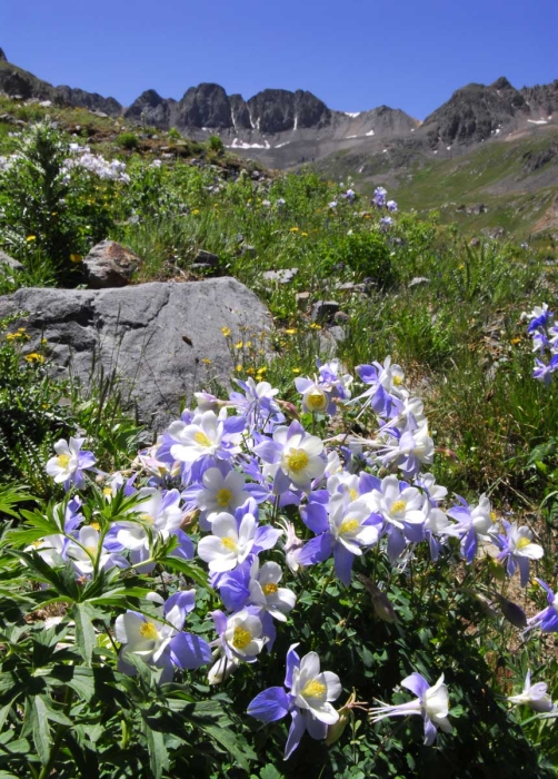 Columbines in American Basin +