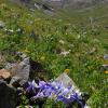  Columbines