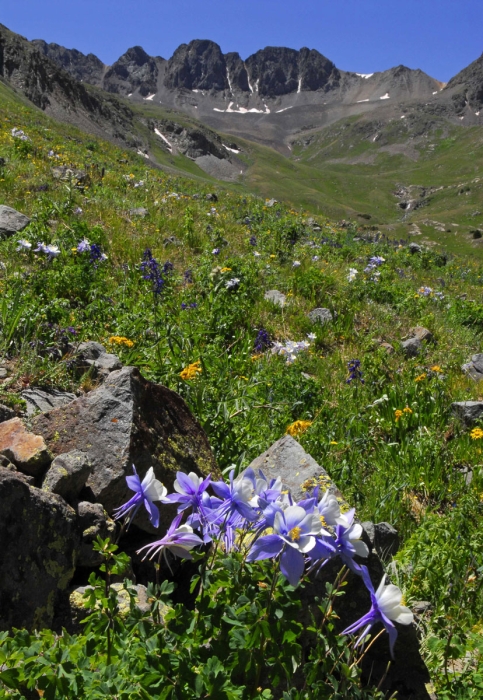  Columbines