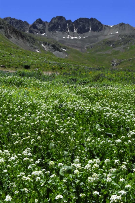 Snowy Bittercress