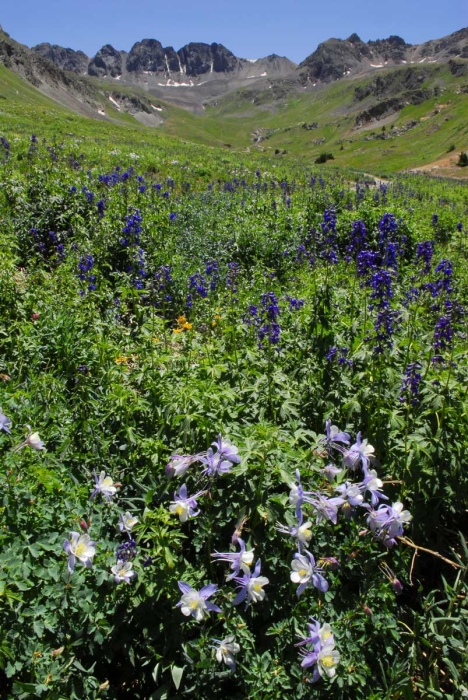 American Basin Wildflowers +