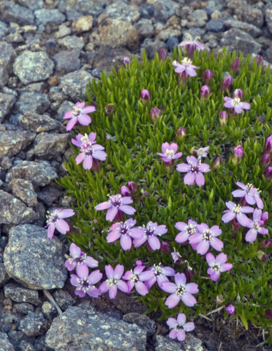 Moss Campion