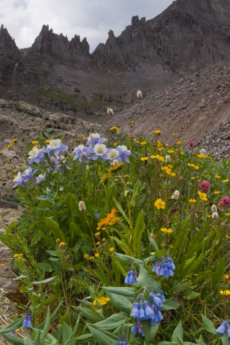 Silver Basin 