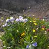 Silver Basin Backwall & Columbines