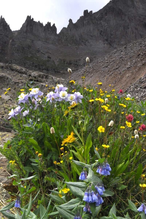 Silver Basin Backwall & Columbines