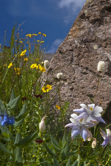 Silver Basin Variety