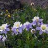 Silver Basin Columbines