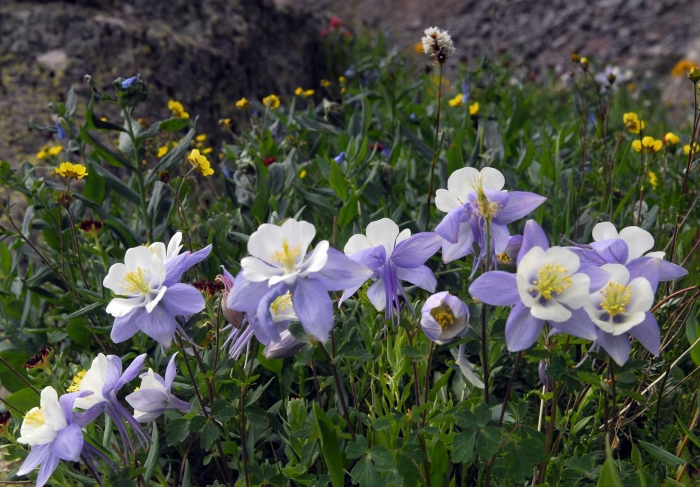 Silver Basin Columbines