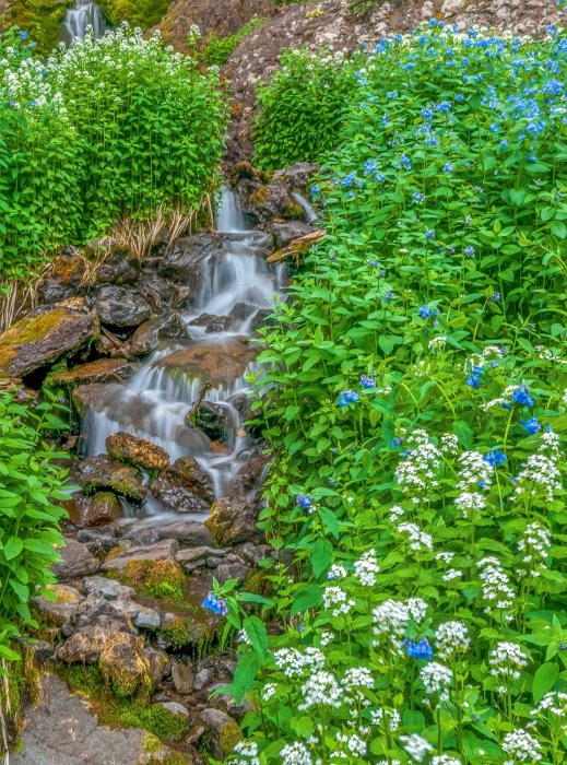 Silver Creek Snowy Bittercress 