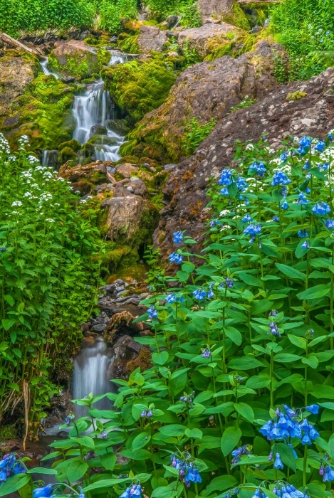 Silver Creek in Bloom