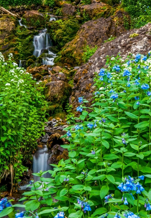 Blue Bells 