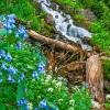 Blue Bells and Snowy Bittercress