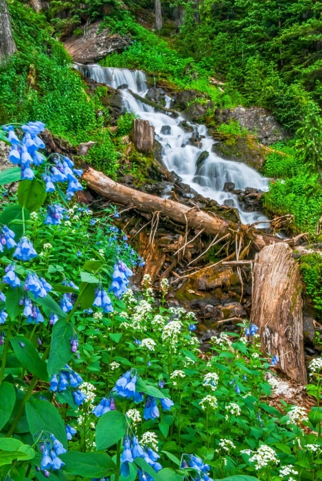 Blue Bells and Snowy Bittercress