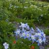 Yankee Boy Columbines +