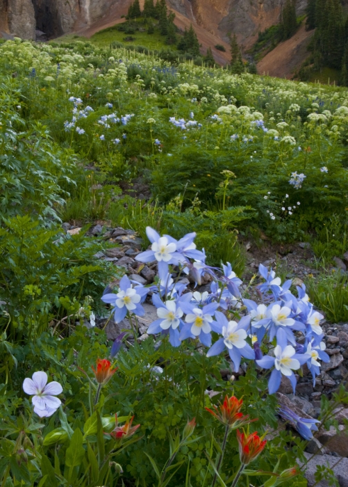 Yankee Boy Columbines +