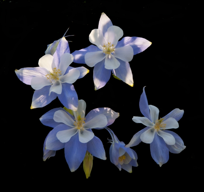 Columbines +