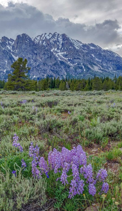 Blue Lupine