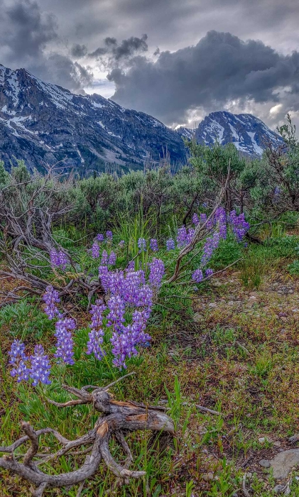 Blue Lupine