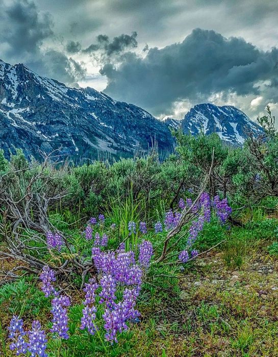 Teton Blue Lupine