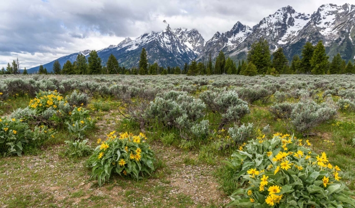 Arrowleaf Balsamroot