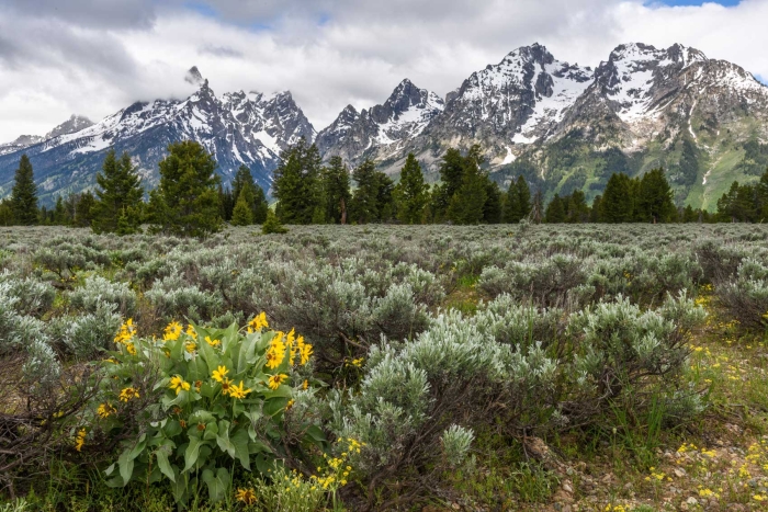 Arrowleaf Balsamroot