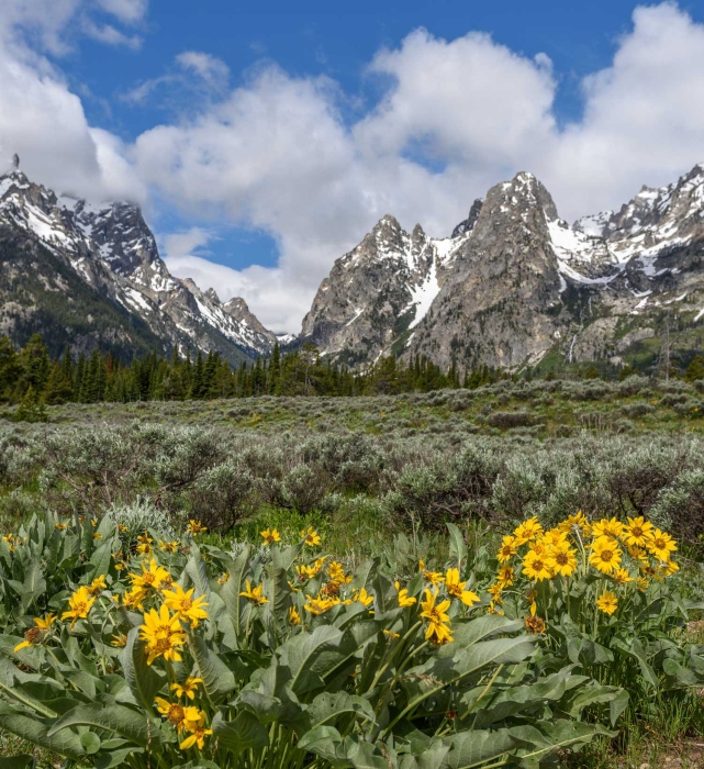 Arrowleaf and the Tetons