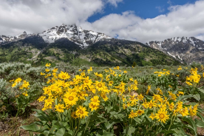 Mountain Bouquet