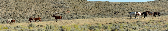 The Herd Grazing