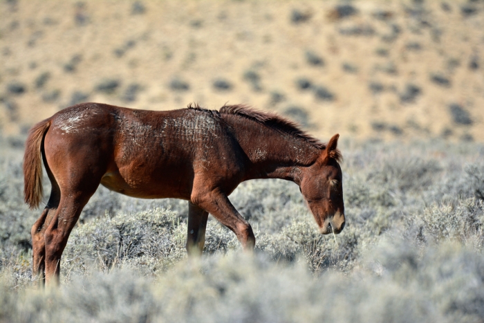 First Year Foal