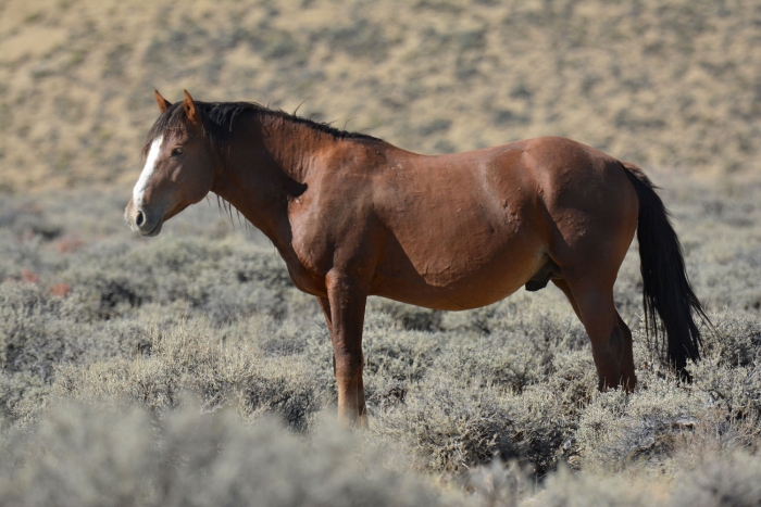 Herd Stallion