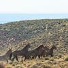 Herd on the Move