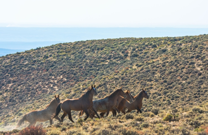 Herd on the Move