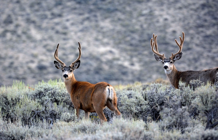 Mule Deer