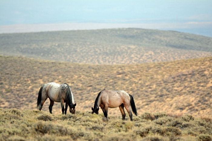 Grazing