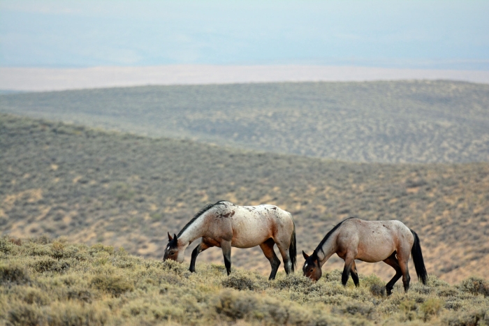 Grazing